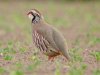 Red-legged Partridge at Fleet Head (Steve Arlow) (78935 bytes) Red-legged Partridge at Fleet Head (Steve Arlow) (78935 bytes)